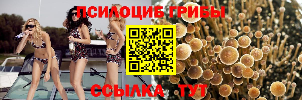 Псилоцибиновые грибы Psilocybe  Вход с VPN  Обнинск 